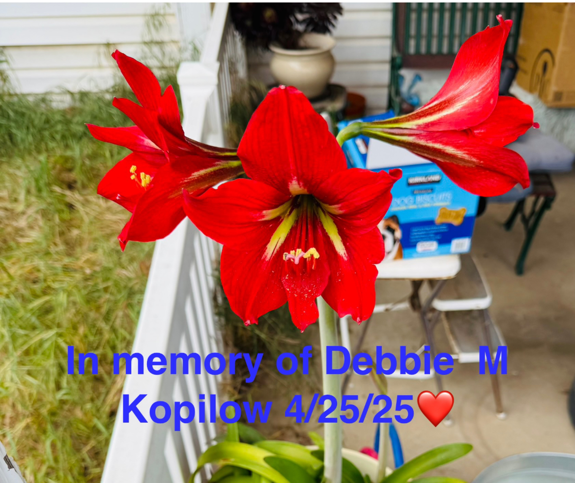 Debbie Kopilow Image